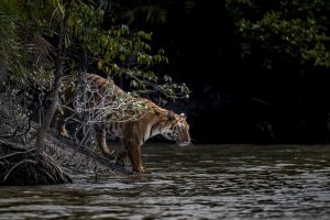The Bengal Tiger of the Sundarbans mangrove forest