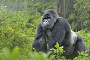 A gorilla in Bwindi Impenetrable National Park
