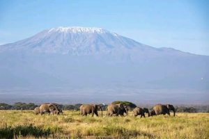 Amboseli elephant deaths have caused worry in the wildlife conservation