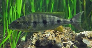 Lake Chala tilapia (Oreochromis hunteri), the remarkable endemic fish