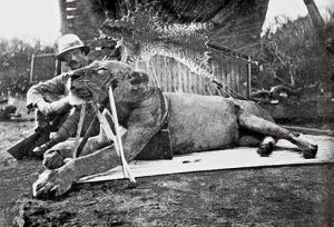 One of the lions that was captured after killing more than 130 railway construction workers