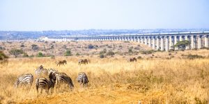 SGR in the Tsavo region