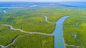 An aerial view of the Sundarbans mangrove forest, the world's largest mangrove forest