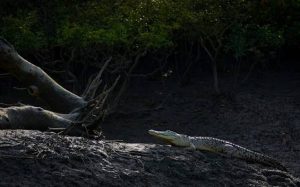 A crocodile in the muddy shores of Sundarbans mangrove forest