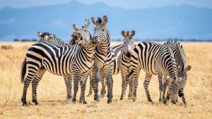 The most fascinating patterns: Zebra stripes