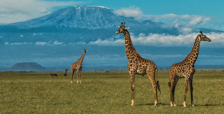 6 Days Budget Masai Mara-Nakuru-Amboseli Shared Safari