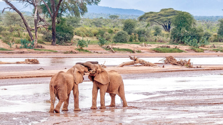 Samburu Safari