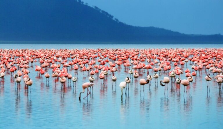 Nakuru Safari