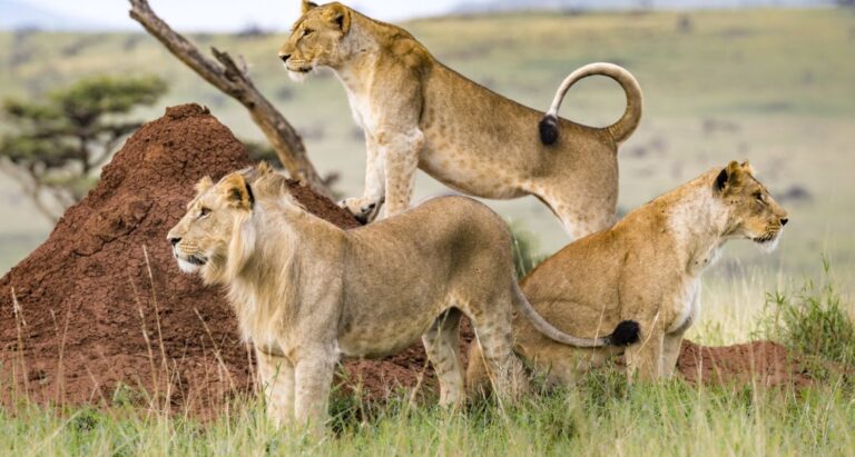 Masai Mara Safaris
