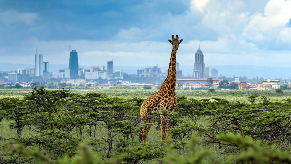Nairobi Safari: National Park, Sheldrick Orphanage & Giraffe Centre — 1 day nairobi safari