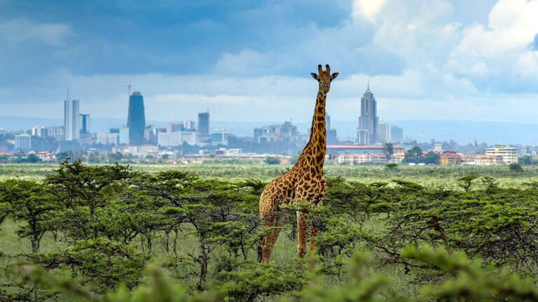 Nairobi Safari: National Park, Sheldrick Orphanage & Giraffe Centre