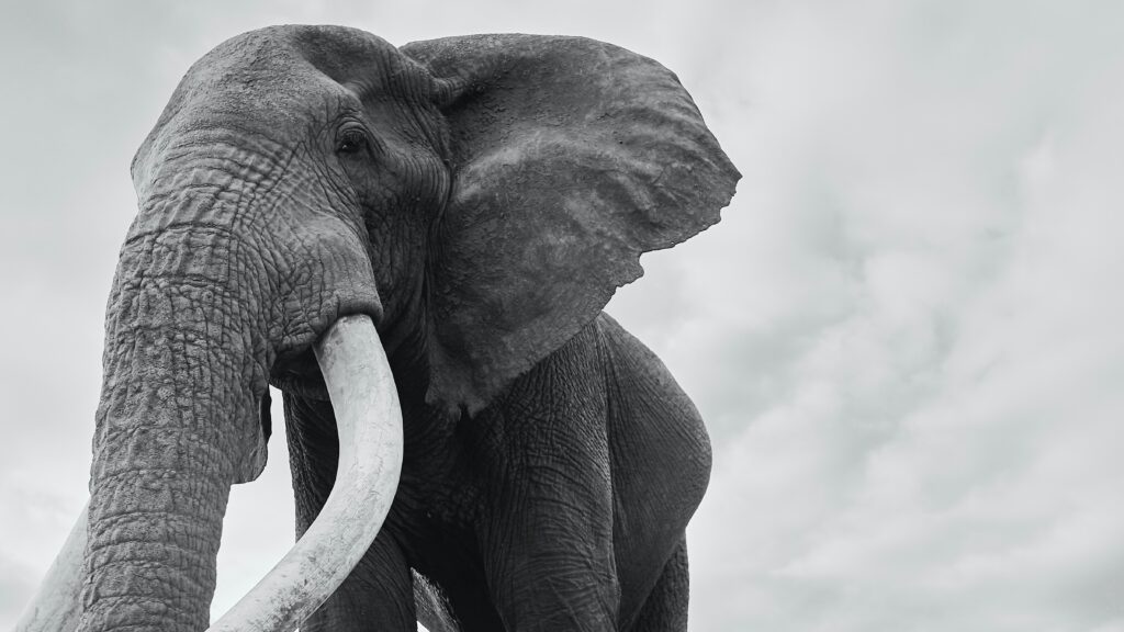 Amboseli Luxury Safari at Oltukai Lodge — 3 day amboseli safari