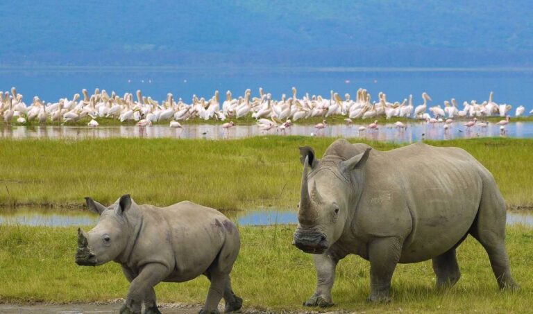 Naivasha