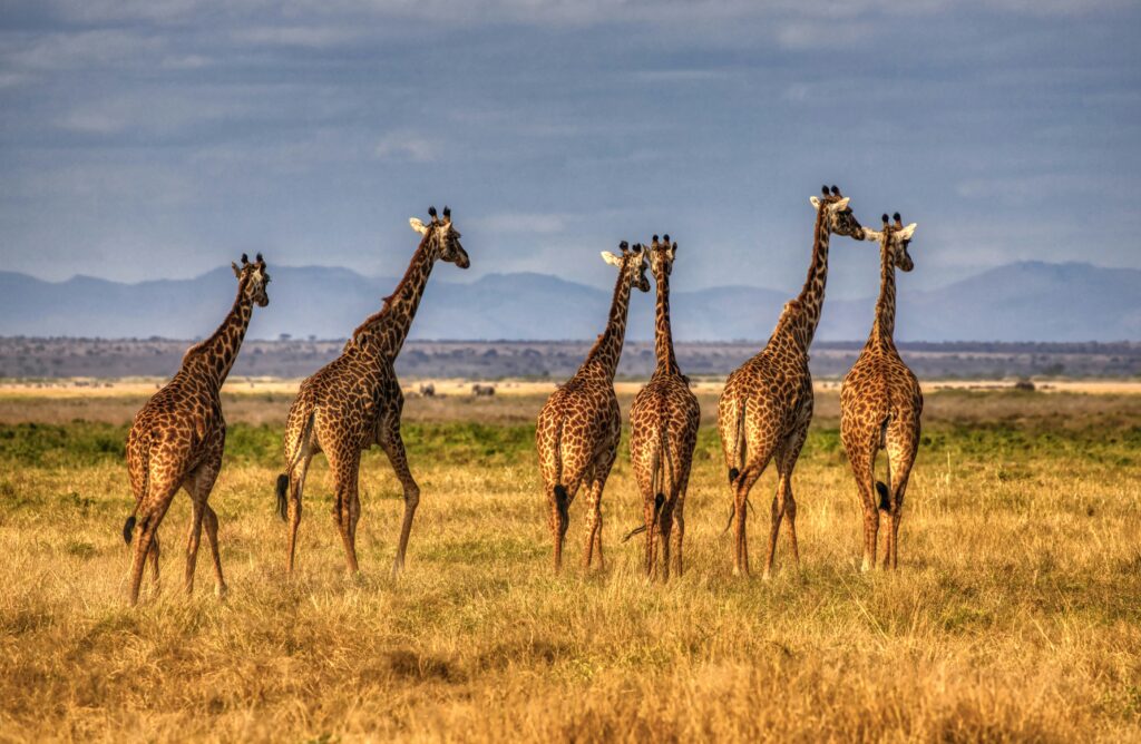 Samburu photo 1