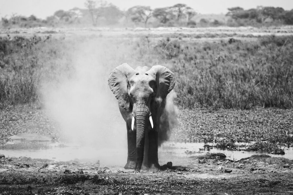 amboseli luxury flying safari — day amboseli safari — amboseli private safari