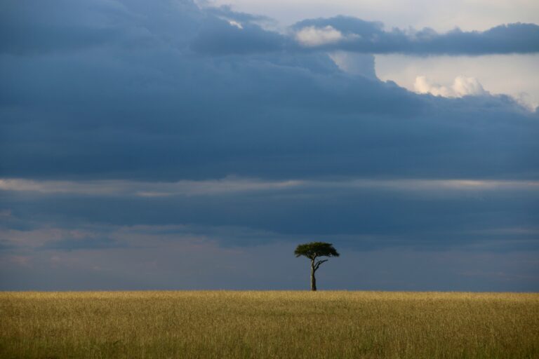 4 Days Masai Mara Safari -Jambo Mara