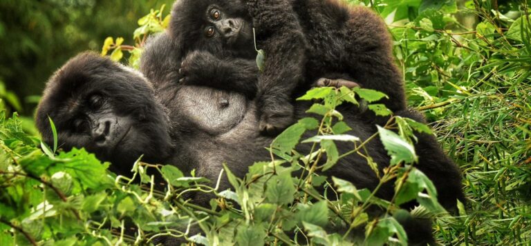 Rwanda Safaris