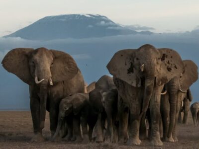 elephant and mt kilimanjaro photo