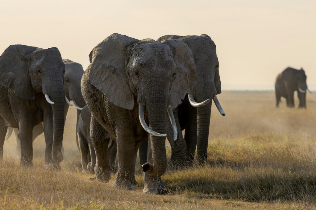 Coastal Kenya photo 2