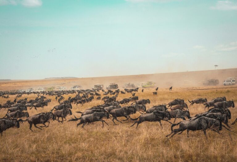 The Greatest Wildlife Spectacle: Wildebeest Migration 2026 Map