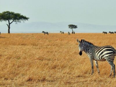 ron-dauphin-k-8-eX4Y3no-unsplash (2) time in kenya now