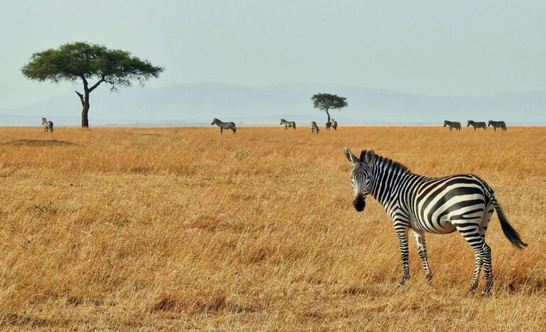 When is the best time to visit Kenya?