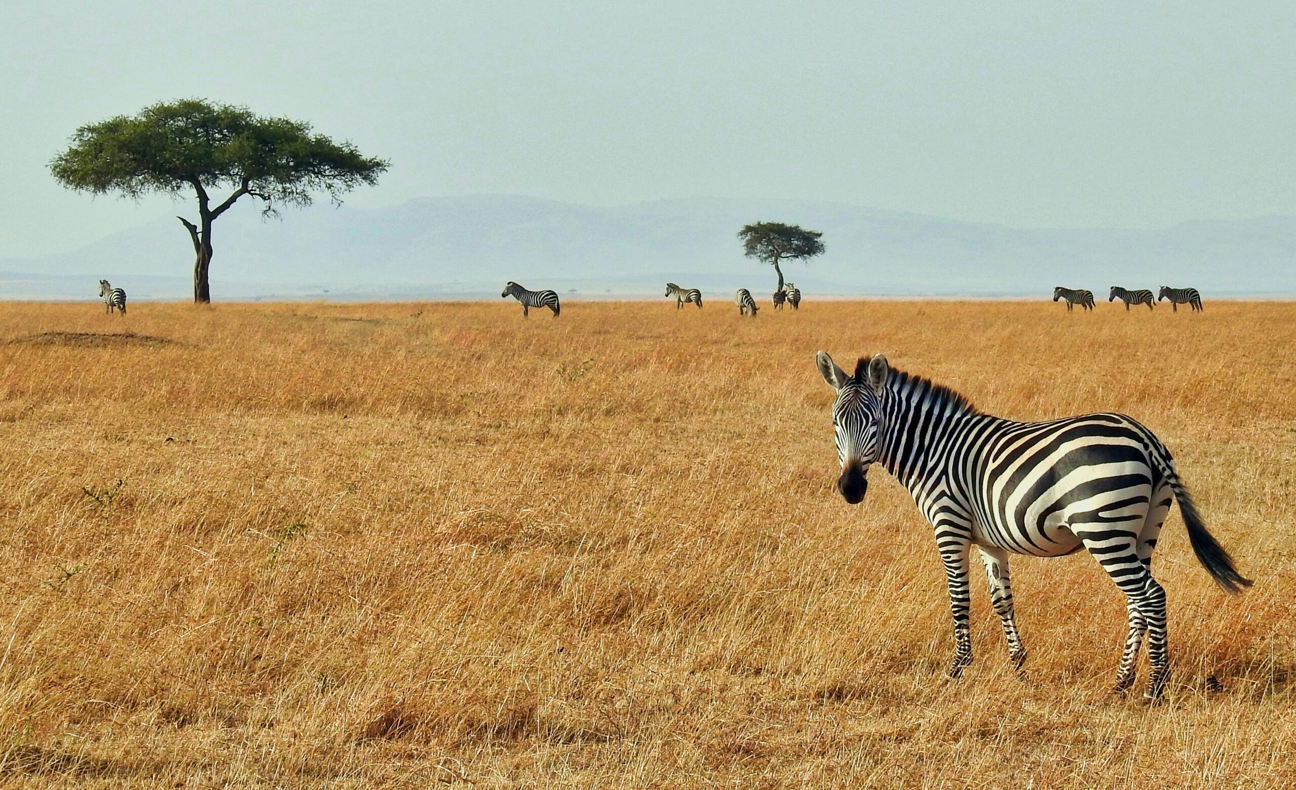 When is the best time to visit Kenya?