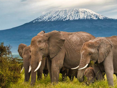 elephants in amboseli Elephants in Amboseli - Kenya Safari