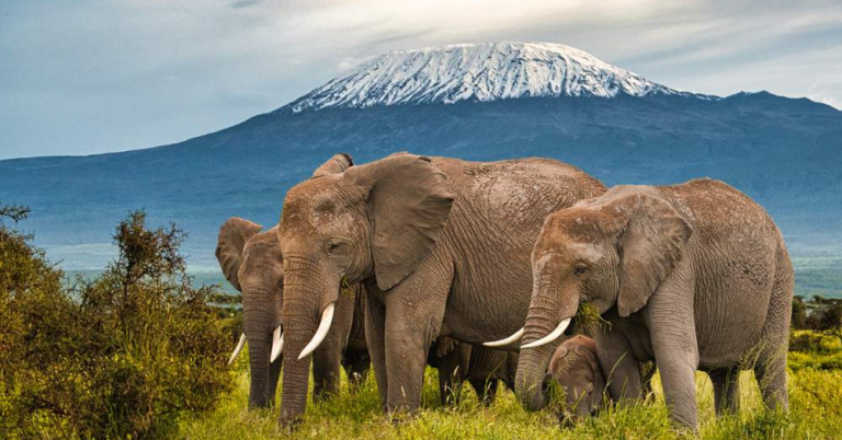 Amboseli beats Masai Mara in visitor growth