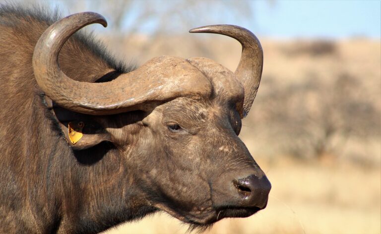 Where to See the Big Five in Kenya: A Guide by Bison Safaris