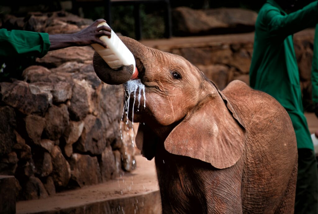 Family Adventures in Kenya: Kid Friendly Destinations to Explore Together