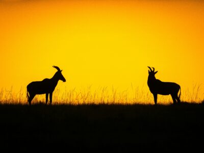 Sunrise Silhoutte on a Kenya Safari