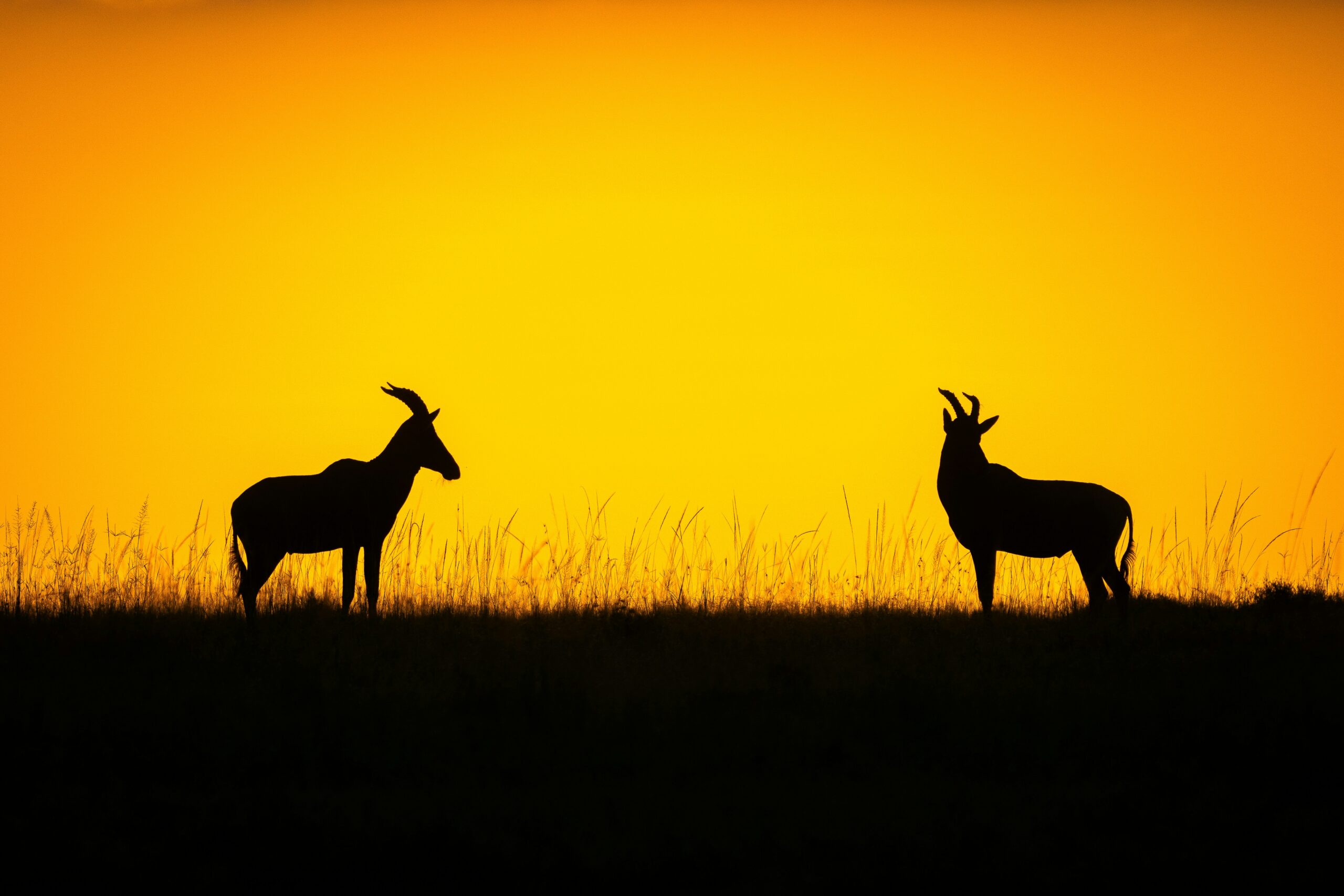 Is It Safe to Go on a Kenya Safari?
