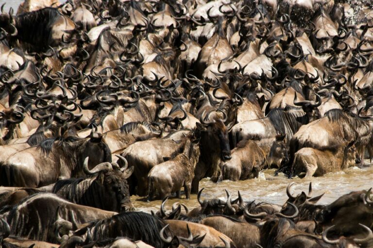 Unveiling Kenya’s Natural Wonders: Must-Visit Destinations for Nature Enthusiasts