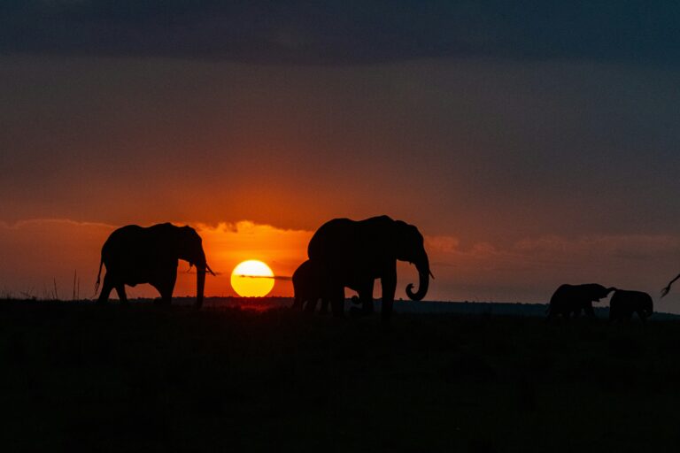 Tips for a successful Kenyan Safari