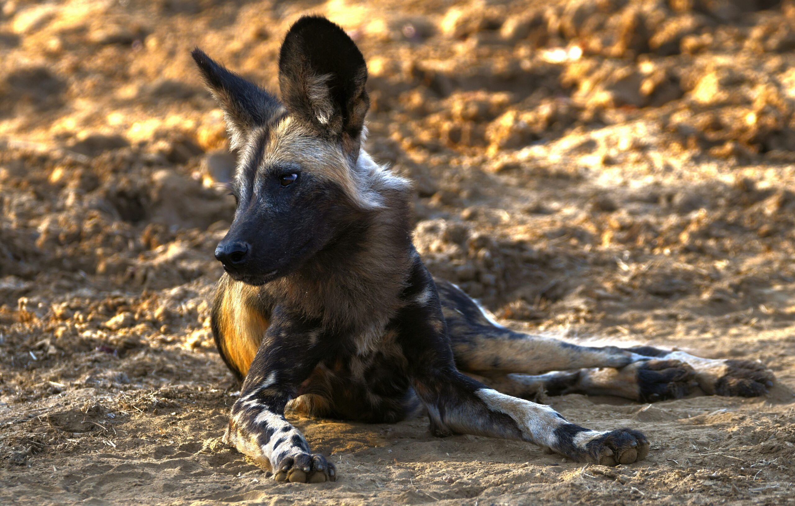 Africa’s Most Elusive Safari Animals