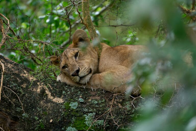 Lake Manyara’s Enigma: Discovering the Tree Climbing Lions