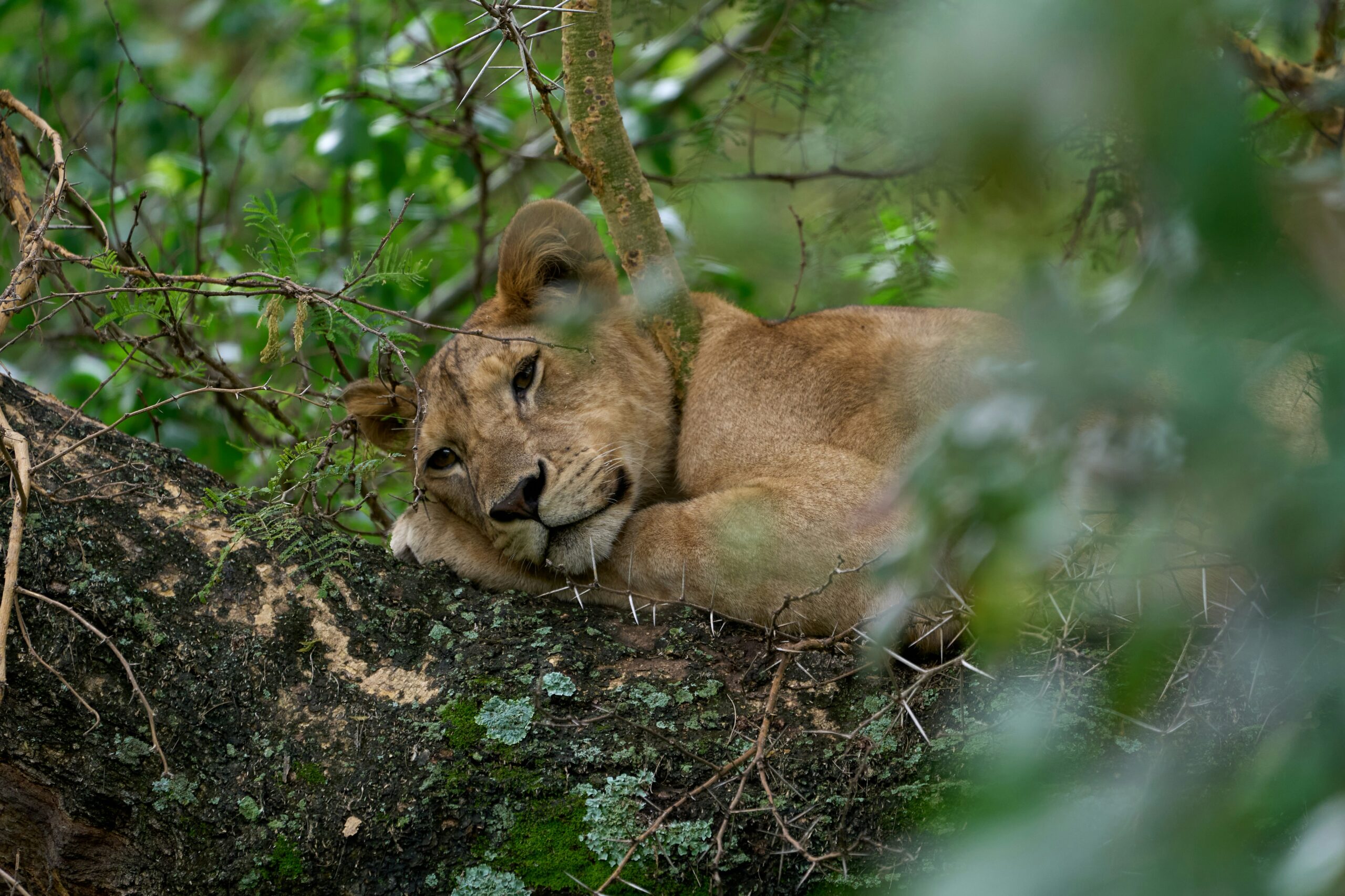 Lake Manyara’s Enigma: Discovering the Tree Climbing Lions