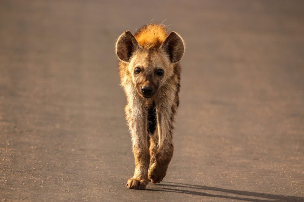 Fun Facts about The Hyena: Wild’s Greatest Scavenger