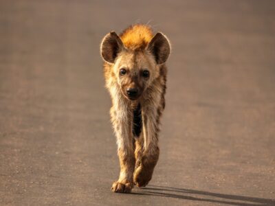 marcus-lofvenberg-EPBgjePWSEo-unsplash The spotted hyena