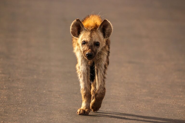 Fun Facts about The Hyena: Wild’s Greatest Scavenger