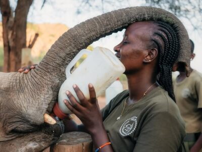 reteti-20250320-0005 An Elephant calf feeding at Reteti Elephant Wildlife conservation