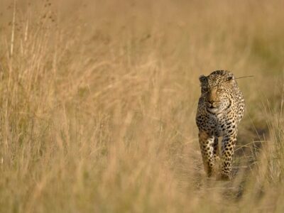 A leopard spotted in Masai Mara on a budget shared big 5 safari — 7 day — budget shared safari