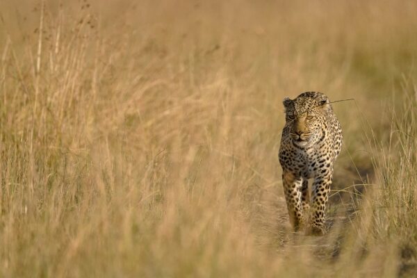 7 Days Best of Kenya Budget Shared Safari