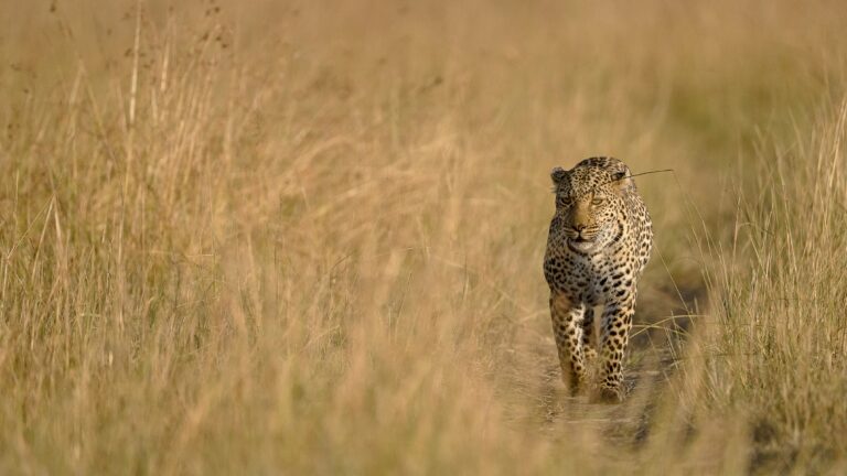7 Days Best of Kenya Budget Shared Safari