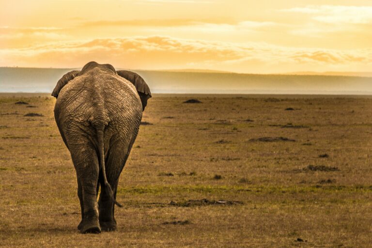 The Ultimate Guide to Booking your Kenyan Safari: Everything You Need to Know