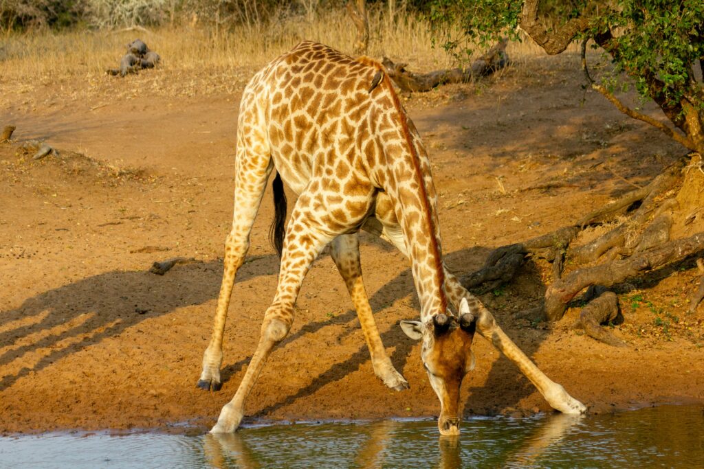 Where to see the Giraffe in Kenya