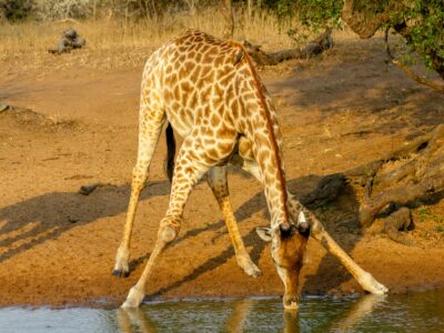 martie-bloem-Fy5iheEE3R0-unsplash giraffe kenya manor