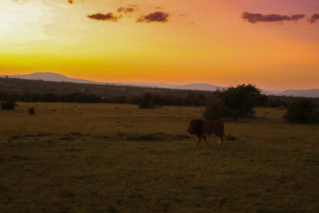 Why You Should Visit the Mara Naboisho Conservancy