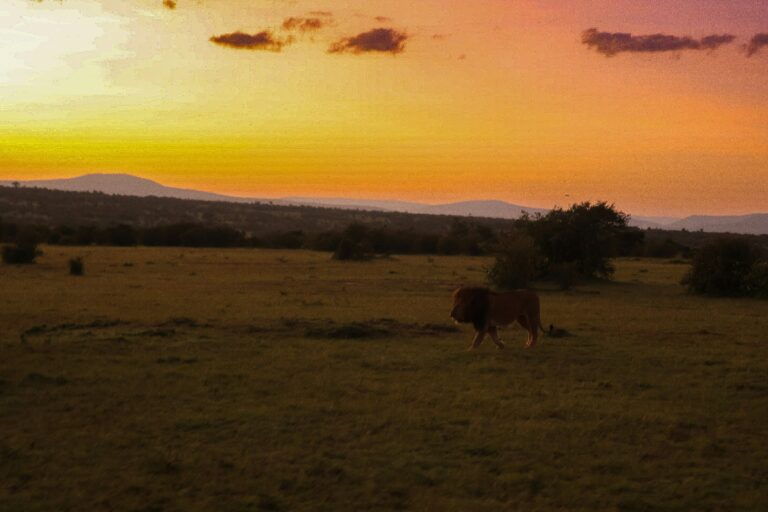 Why You Should Visit the Mara Naboisho Conservancy